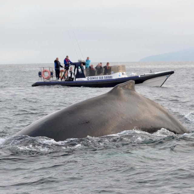 Dingle: Sea Safari by RIB Boat - Practical timing for your Dingle day