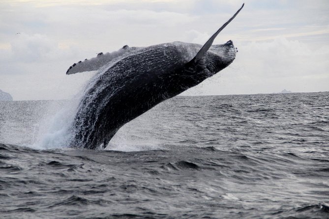 Dolphin and Whale Watching Tour from Dingle - Dunbeg Fort and the Slea Head Drive photo moment