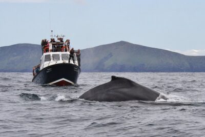 Dolphin and Whale Watching Tour from Dingle