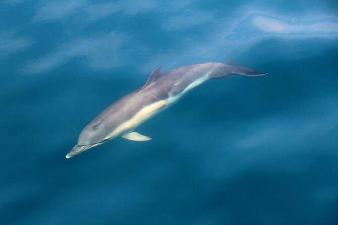 Dolphin & Whale Watching (4hrs) + Blasket Island Landing (3hrs) - Marine eco tour around the outer Blaskets: dolphins, whales, seabirds