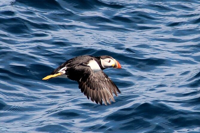 Dolphin & Whale Watching (4hrs) + Blasket Island Landing (3hrs) - Price and value: what $155.43 gets you in a day