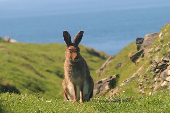 Dolphin & Whale Watching (4hrs) + Blasket Island Landing (3hrs) - What to pack and how to handle the day comfortably
