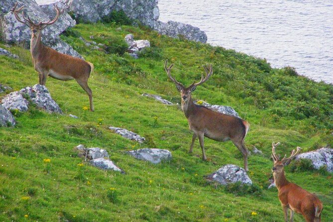 Dolphin & Whale Watching (4hrs) + Blasket Island Landing (3hrs) - Inishvickilaun puffins and a chance at red deer stags