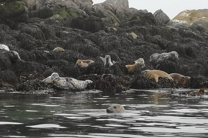 Dublin Bay Seal Kayaking Safari at Dalkey - Gear at the dock: wetsuit fit, shoes, and quick prep