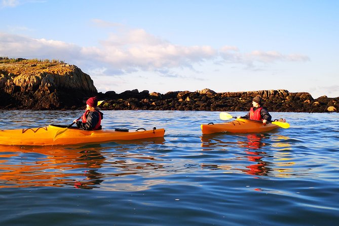 Dublin Bay Seal Kayaking Safari at Dalkey - Seal encounters: how close you might get, and how to act