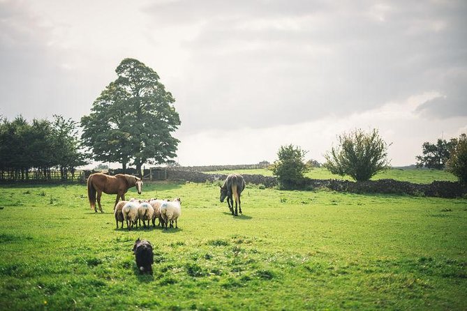Dublin: Glendalough, Wicklow, Kilkenny and Sheepdog demonstration - Key takeaways before you go
