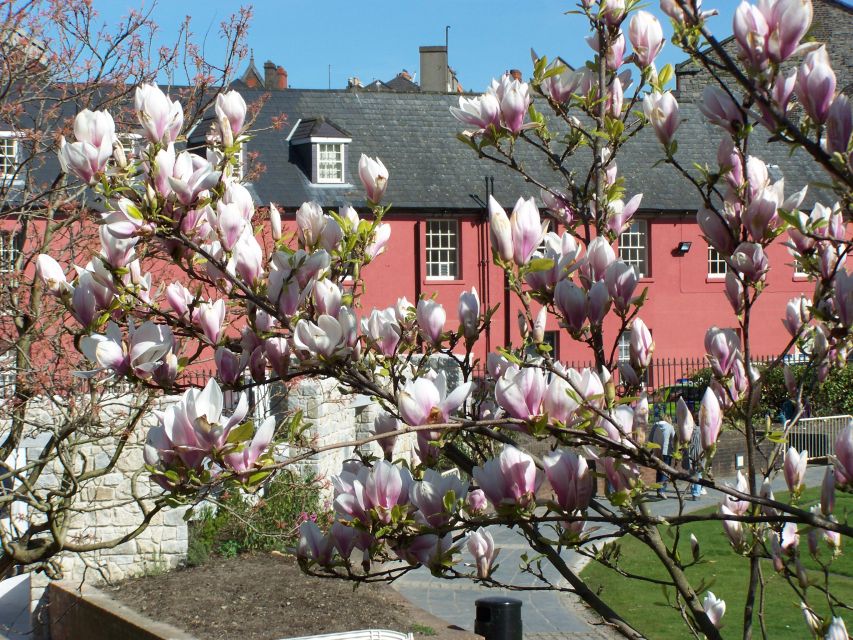 Dublin: Highlights and Hidden Corners Walking Tour - Dublin Castle grounds, Christ Church Cathedral, and how old Dublin still shapes today