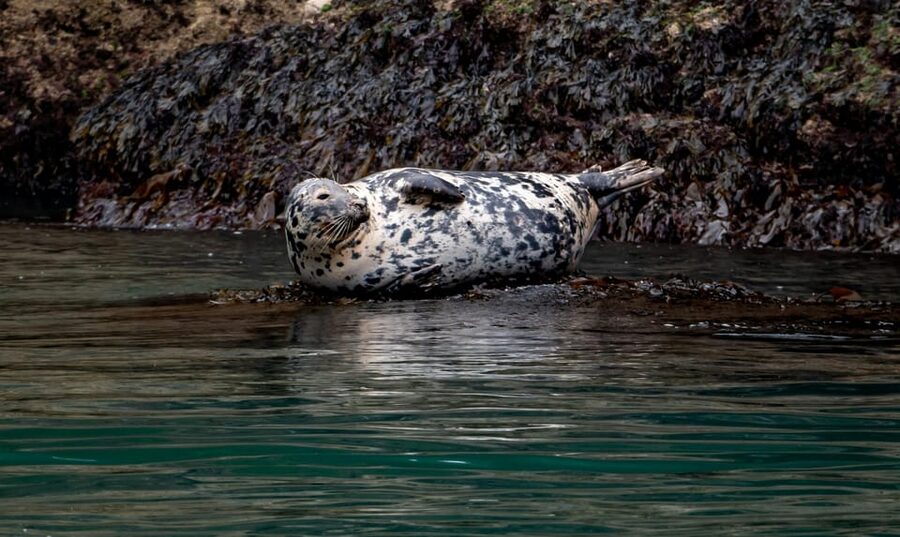 Dublin: History and Wildlife Boat Tour with Live Commentary - Key highlights you’ll actually feel on the water