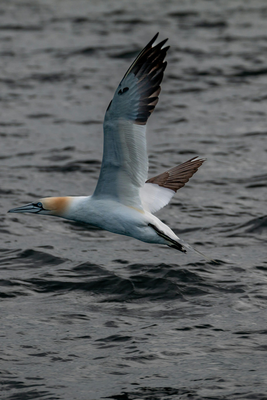 Dublin: History and Wildlife Boat Tour with Live Commentary - Finding Goat Boat Tours and boarding Billy Goat
