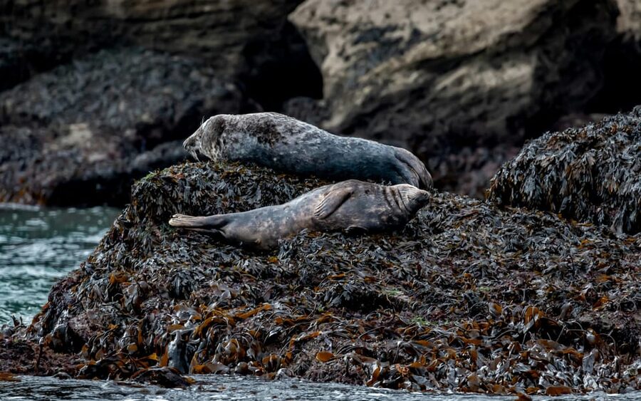 Dublin: History and Wildlife Boat Tour with Live Commentary - Coastal mansions, legends, and Dalkey Island photos