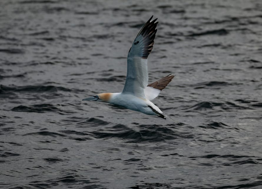Dublin: History and Wildlife Boat Tour with Live Commentary - Price value: what $56 buys you on this Dublin Bay cruise