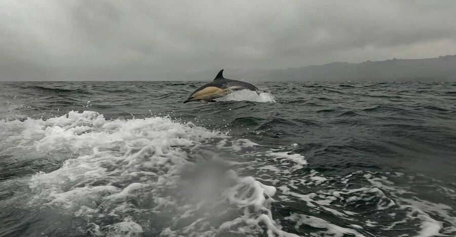 Dublin: History and Wildlife Boat Tour with Live Commentary - Dun Laoghaire Harbour to Dublin Bay: fast views, smart guidance