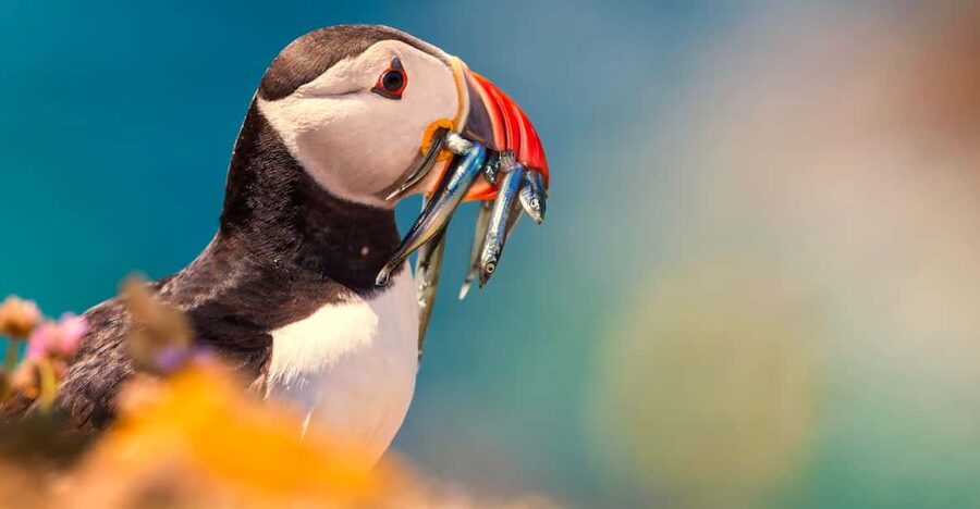 Dublin: Howth Coast and Ireland's Eye Boat Tour - Wildlife spotting: seals, seabirds, and the puffin odds