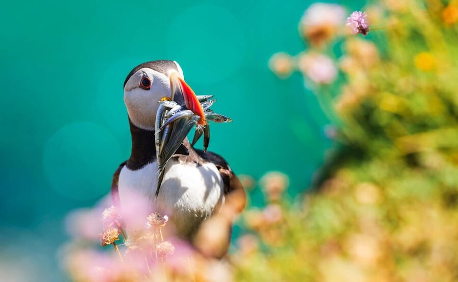 Dublin: Howth Coast and Ireland's Eye Boat Tour - How the commentary helps you read the coastline