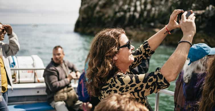 Dublin: Howth Coastal Boat Tour - Wildlife Spotting That Actually Feels Like Spotting