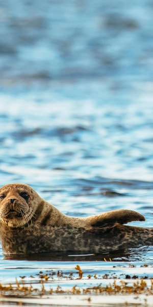 Dublin: Howth Coastal Boat Tour - Cliffs, Sea Caves, and the Howth Coastline From the Water