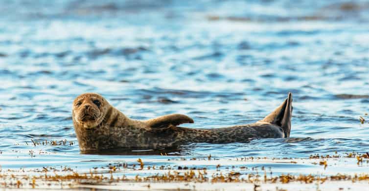 Dublin: Howth Coastal Boat Tour - The 50-Minute Cruise Around Ireland’s Eye: What Time Buys You