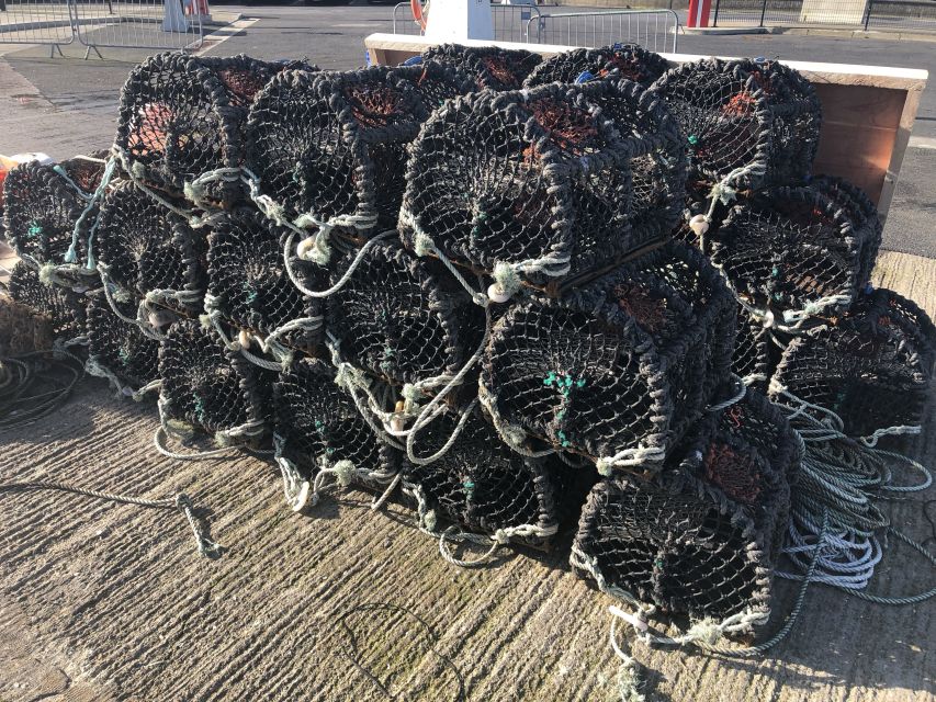 Dublin: Howth Coastal Craft Beer and Seafood Tour - Seals along the shore: the most fun surprise moment