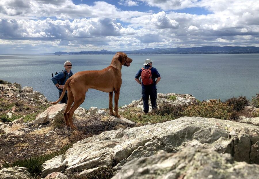 Dublin: Howth Coastal Hiking Tour - St Mary’s Abbey: Viking King Sitric to present-day stone