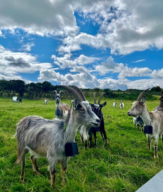 Dublin: Howth Safari Hiking Tour - Howth Summit and the last descent toward village life
