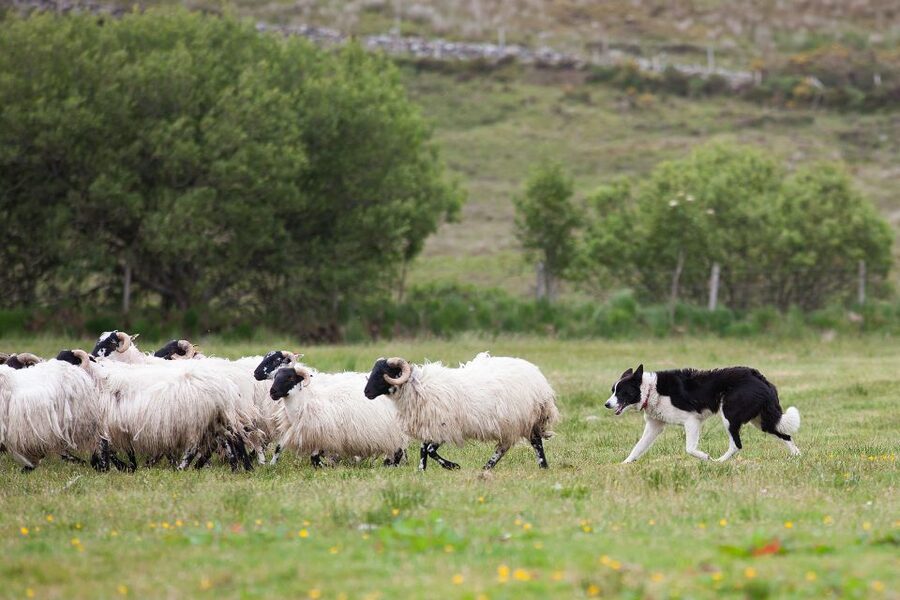 Dublin: Kilkenny, Wicklow & Glendalough Tour & Sheepdog Show - Key things I’d plan around