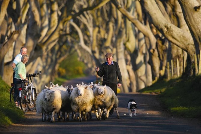 Dublin to Dunluce Castle, Giant's Causeway, Dark Hedges & Belfast - Giant’s Causeway: hexagonal basalt, Finn McCool, and the real science