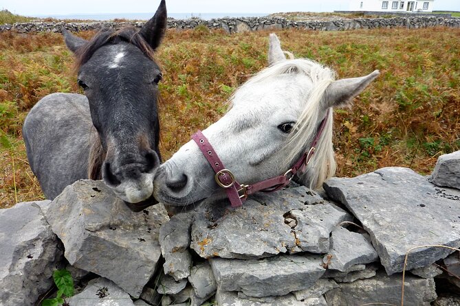 Electric biking on Inishmore island. Aran island. Self-guided. Full day. - Price and logistics: what you are really paying for