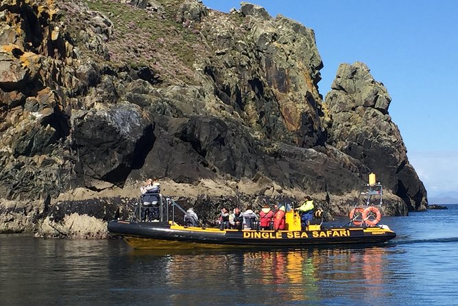 Exhilarating Rib experience - Dingle sea safari - What Wildlife Searching Really Means on This Route