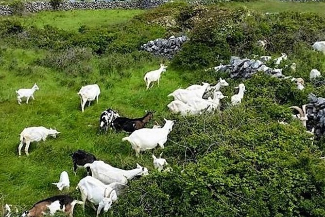 Food, heritage & cultural tour Inishmore, Aran Islands. Guided. - Stop 2: Eeragh Lighthouse viewpoint, a working landmark by Galway Bay