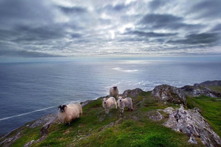 From Cork: Guided Full-Day West Cork to Mizen Head Tour - Key points to know before you go