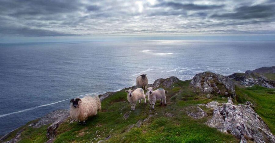 From Cork: Guided Full-Day West Cork to Mizen Head Tour - A 9-hour Wild Atlantic Way day from Cork