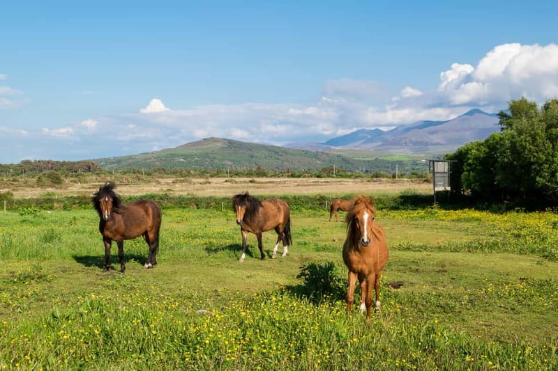 From Cork: Ring of Kerry & Killarney Guided Full Day Tour - Killarney town time: photos, atmosphere, and a comfortable finish