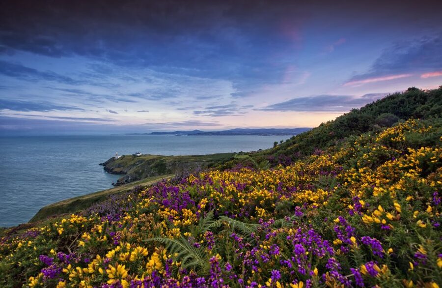 From Dublin: Half-Day Guided Coastal Tour to Howth Village - The one-hour guided Howth Cliff Walk: views, wildlife, and the right pace