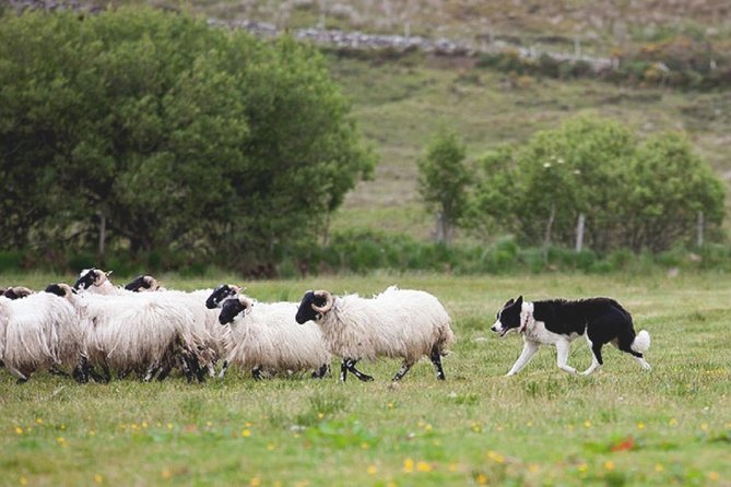 From Dublin: Wicklow, Glendalough, Waterfall & Sheepdog demo - Barnbawn sheep farm: why the sheepdog demo is the real culture hit