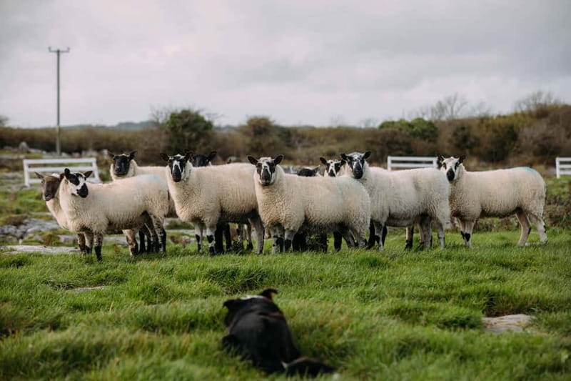 From Dublin: Wicklow, Glendalough, Waterfall & Sheepdog Demo - Price and Value: Is $51 a Smart Deal?