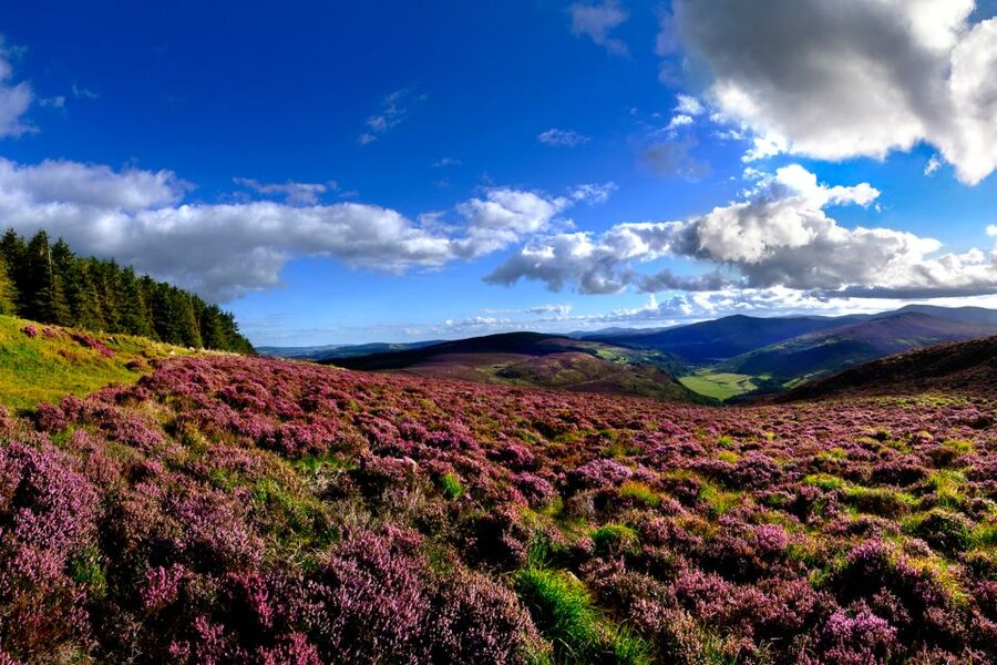 From Dublin: Wicklow Mountains, Glendalough & Kilkenny Tour - Wicklow Gap photo stop: the mountains pull focus fast
