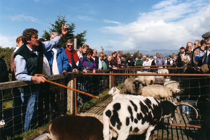 Full-Day Ring of Kerry Tour from Killarney - The guides, the pace, and why the commentary changes everything