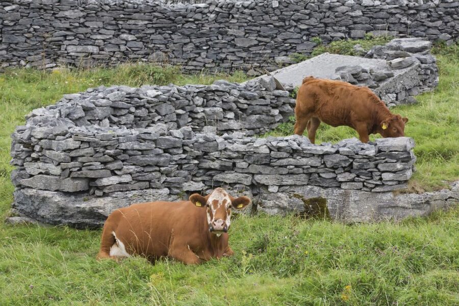Galway: Cliffs Cruise, Aran Islands & Connemara Day Tour - Weather can change the route, so travel like it is coastal Ireland