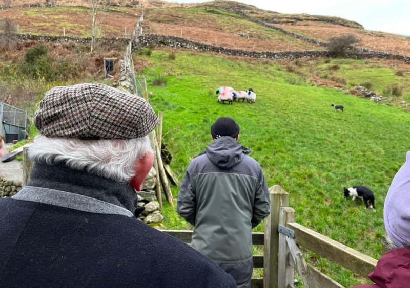 Galway: Connemara, Sheepdog Show and Medieval Castle Tour - Sheepdog demonstration at a working Connemara farm