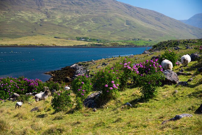 Galway to Connemara National Park Day Tour - Connemara National Park Visitor Centre, 2 Hours On Your Own Trail Plan