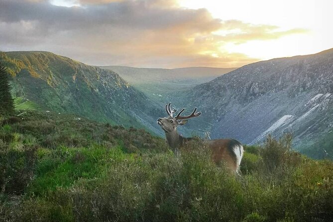 Glendalough Night Hike and History Tour - Meeting point and what you’re really signing up for