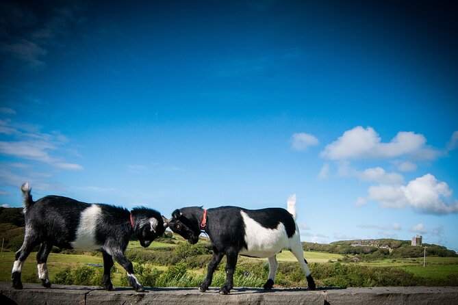 Guided Doolin Cave Tour: Experience Europe's Largest Stalactite - Who Should Book This Doolin Cave Tour?