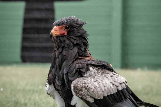 Guided Tour of Aillwee Cave and Visit to the Birds of Prey Centre - Price and value: is $30.95 per person really fair?