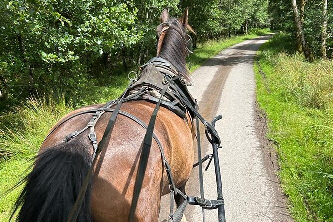 Horse-Drawn Carriage Tours in Killarney - Deenagh River and the lakes of Killarney: where the photos get better