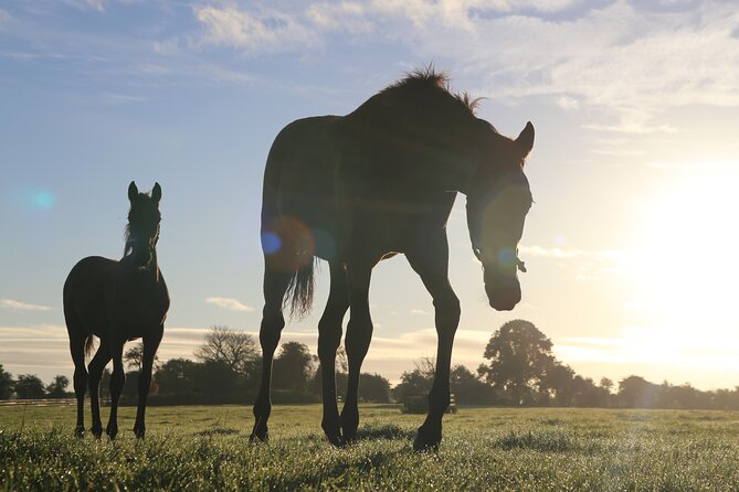 Irish National Stud & Gardens Skip the line Entrance - Quick hits before you go