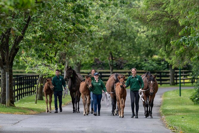 Irish National Stud & Gardens Skip the line Entrance - How Much Time and Walking Should You Plan?