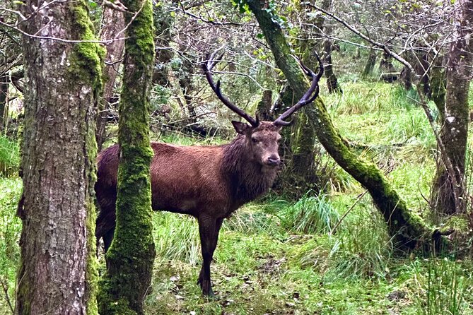 Jaunting Car Tour in Killarney National Park - The Lakes of Killarney Views: The Part Where Photos Actually Work
