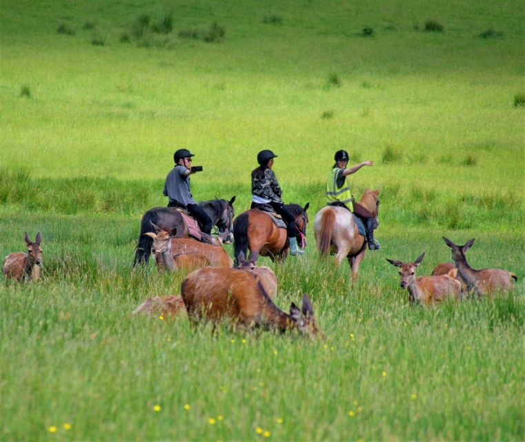 Kerry: Guided Horse Riding Tour in Killarney National Park - Where You Start: Riding Stables Just Outside Killarney