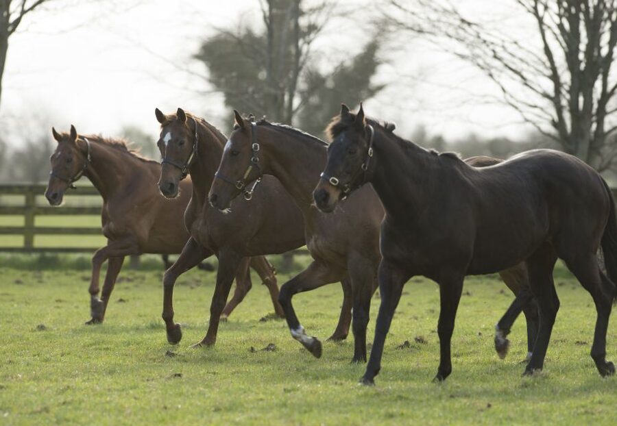 Kildare: Irish National Stud & Gardens - Who this is best for, and who might want to skip it