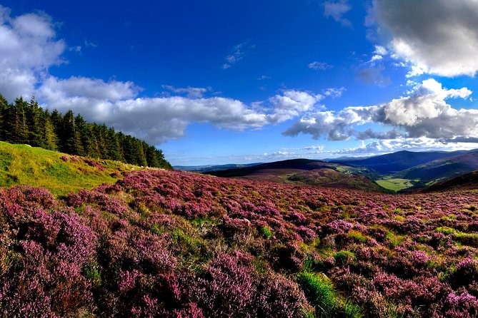 Kilkenny, Wicklow Mountains & Glendalough Day Tour from Dublin - Sheep farm time in the Wicklow foothills, local and hands-on